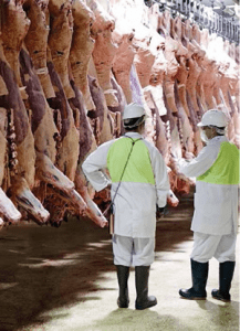 Perubahan Sifat Fisikomia Daging Post Mortem » Kanal Pengetahuan FTP UGM